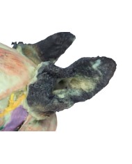 Testa del Cane Dissezioni Superficiali e Profonde VP9000