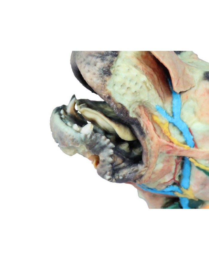 Testa del Cane Dissezioni Superficiali e Profonde VP9000