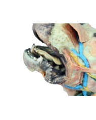 Testa del Cane Dissezioni Superficiali e Profonde VP9000