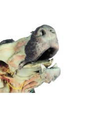 Testa del Cane Dissezioni Superficiali e Profonde VP9000