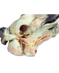 Testa del Cane Dissezioni Superficiali e Profonde VP9000