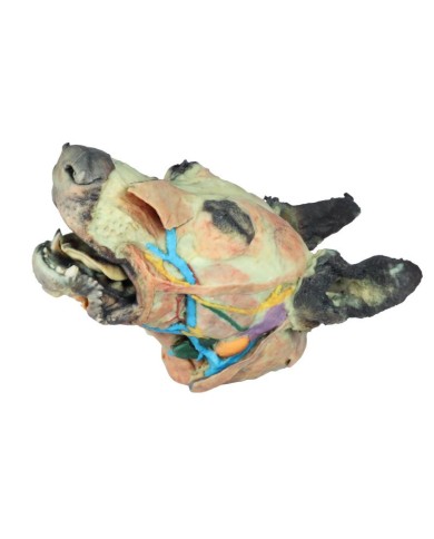 Testa del Cane Dissezioni Superficiali e Profonde VP9000