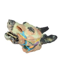 Testa del Cane Dissezioni Superficiali e Profonde VP9000