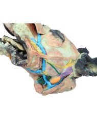 Testa del Cane Dissezioni Superficiali e Profonde VP9000