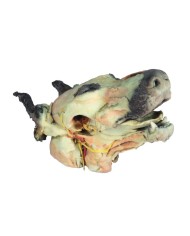 Testa del Cane Dissezioni Superficiali e Profonde VP9000