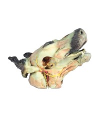 Testa del Cane Dissezioni Superficiali e Profonde VP9000