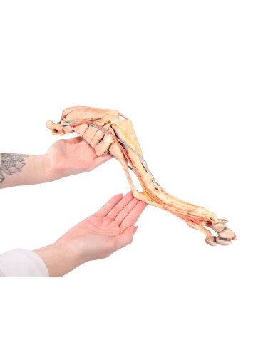 Arto Posteriore del Cane Muscoli Tendini Legamenti Vasi e Nervi Dist