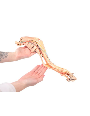 Arto Posteriore del Cane – Muscoli,...