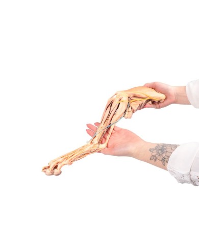 Arto Posteriore del Cane Muscoli Tendini Legamenti Vasi e Nervi Dist