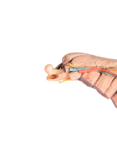 Arto Posteriore del Cane Muscoli Tendini Legamenti Vasi e Nervi Dist