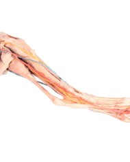 Arto Posteriore del Cane Muscoli Tendini Legamenti Vasi e Nervi Dist