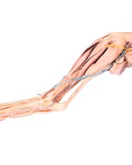 Arto Posteriore del Cane Muscoli Tendini Legamenti Vasi e Nervi Dist