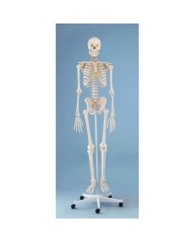 Erler Zimmer, modello anatomico didattico di scheletro Willi, su cavalletto, 3001 Erler Zimmer, modello anatomico didattico di scheletro Willi, su cavalletto, 3001