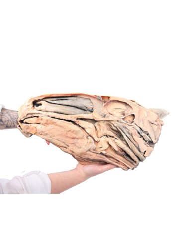 Sezione Sagittale della Testa del Cavallo VP10000