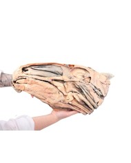 Sezione Sagittale della Testa del Cavallo VP10000