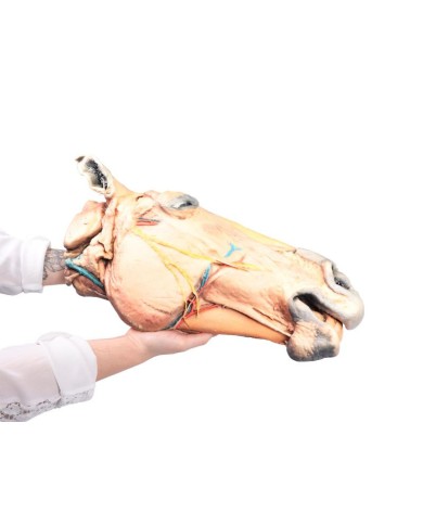 Sezione Sagittale della Testa del Cavallo VP10000