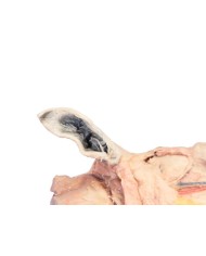 Sezione Sagittale della Testa del Cavallo VP10000