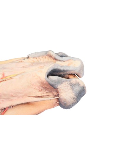 Sezione Sagittale della Testa del Cavallo VP10000