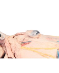 Sezione Sagittale della Testa del Cavallo VP10000