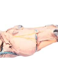 Sezione Sagittale della Testa del Cavallo VP10000