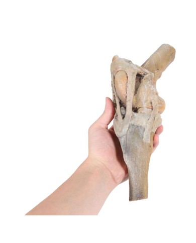 Articolazione del Ginocchio del Cavallo Preparazione VP10015