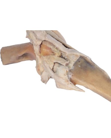 Articolazione del Ginocchio del Cavallo Preparazione VP10015