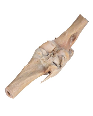 Articolazione del Ginocchio del Cavallo Preparazione VP10015