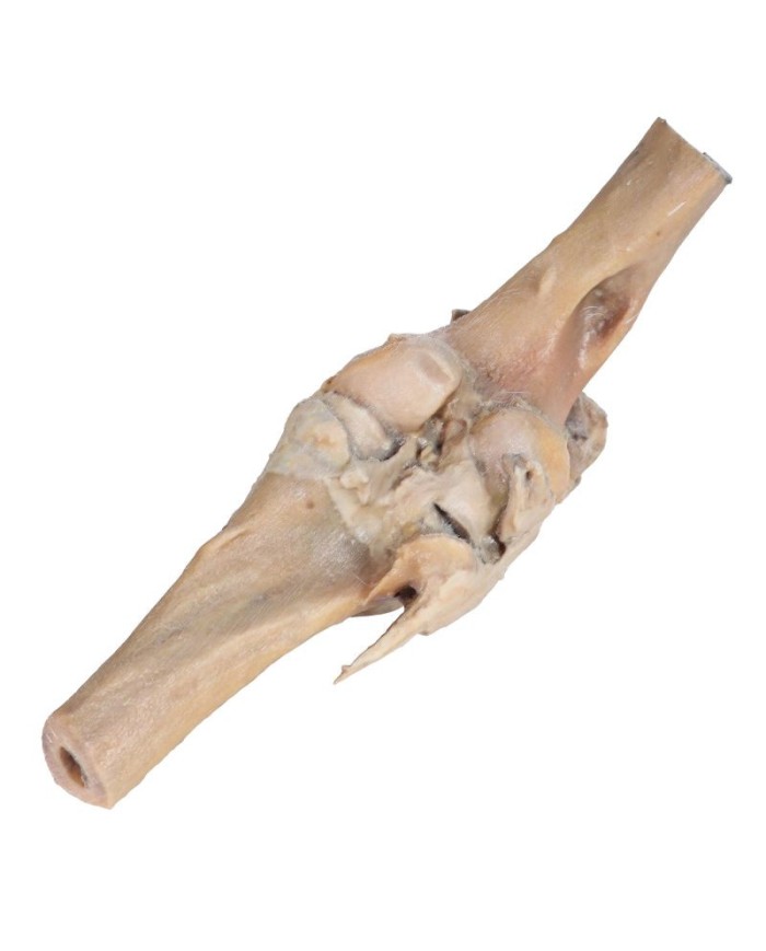 Articolazione del Ginocchio del Cavallo Preparazione VP10015