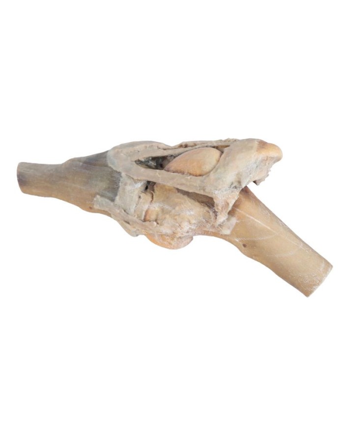 Articolazione del Ginocchio del Cavallo Preparazione VP10015