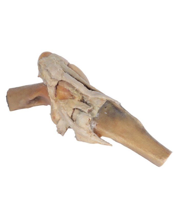 Articolazione del Ginocchio del Cavallo Preparazione VP10015