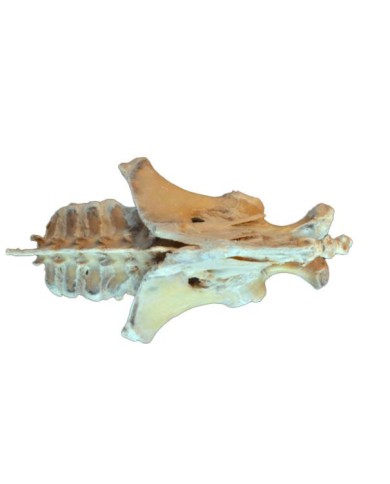 Dissezione del Bacino del Puledro Legamenti VP10020