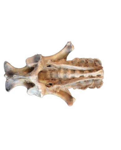 Dissezione del Bacino del Puledro Legamenti VP10020