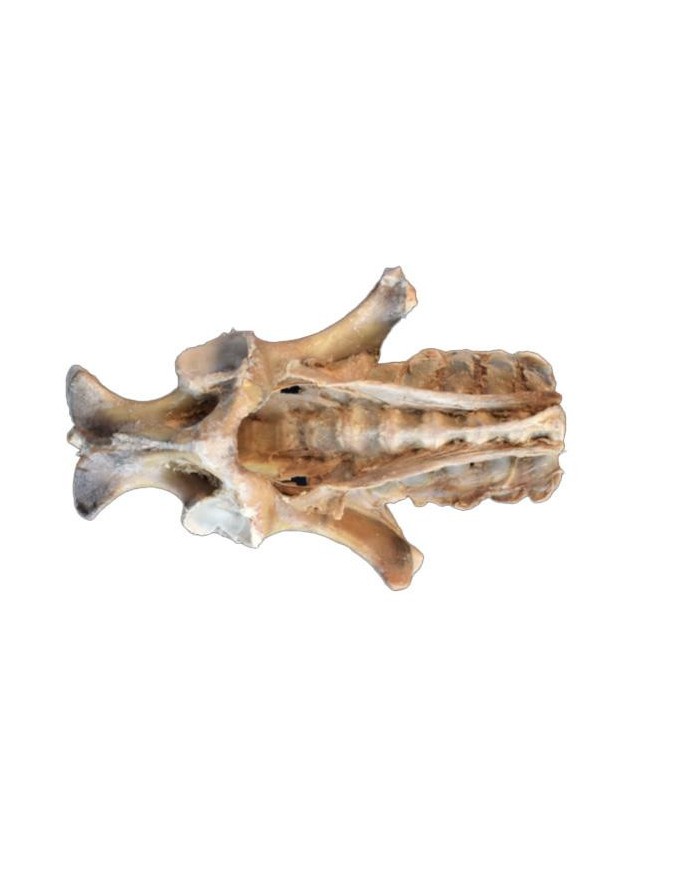 Dissezione del Bacino del Puledro Legamenti VP10020