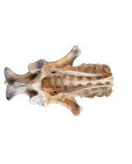 Dissezione del Bacino del Puledro Legamenti VP10020