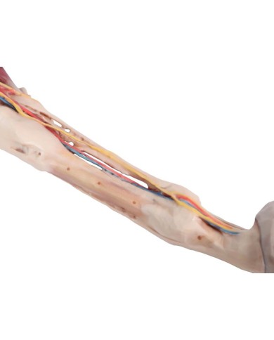 Arto Anteriore del Cavallo Muscoli Tendini Legamenti Vasi e Nervi Di