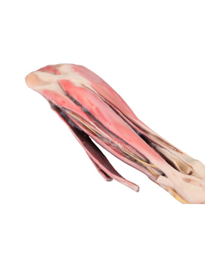 Arto Anteriore del Cavallo Muscoli Tendini Legamenti Vasi e Nervi Di