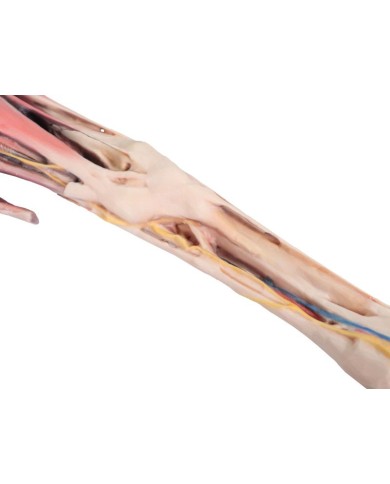 Arto Anteriore del Cavallo Muscoli Tendini Legamenti Vasi e Nervi Di