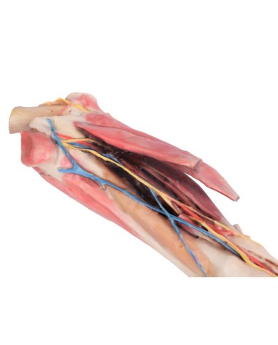 Arto Anteriore del Cavallo Muscoli Tendini Legamenti Vasi e Nervi Di