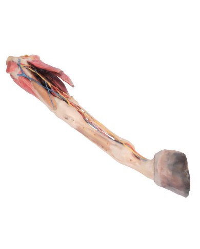 Arto Anteriore del Cavallo Muscoli Tendini Legamenti Vasi e Nervi Di