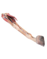 Arto Anteriore del Cavallo Muscoli Tendini Legamenti Vasi e Nervi Di