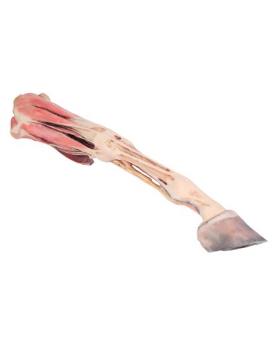 Arto Anteriore del Cavallo Muscoli Tendini Legamenti Vasi e Nervi Di