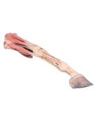 Arto Anteriore del Cavallo Muscoli Tendini Legamenti Vasi e Nervi Di