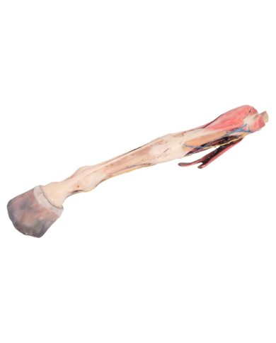 Arto Anteriore del Cavallo Muscoli Tendini Legamenti Vasi e Nervi Di