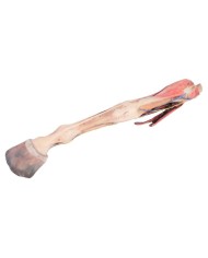 Arto Anteriore del Cavallo Muscoli Tendini Legamenti Vasi e Nervi Di