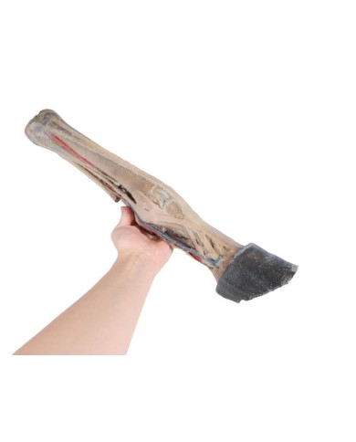 Tendini Legamenti Vasi e Nervi del Piede del Cavallo in scala 1 3 VP10030