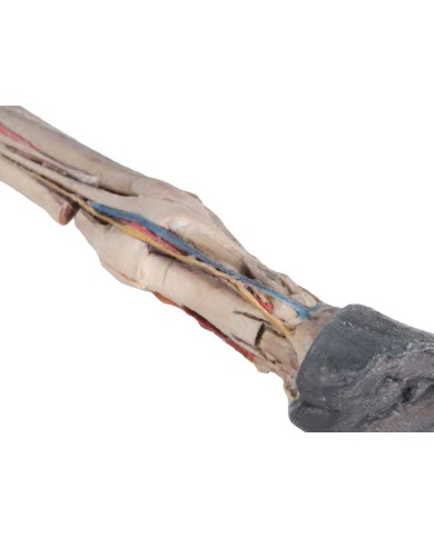 Tendini Legamenti Vasi e Nervi del Piede del Cavallo in scala 1 3 VP10030