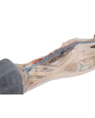 Tendini Legamenti Vasi e Nervi del Piede del Cavallo in scala 1 3 VP10030