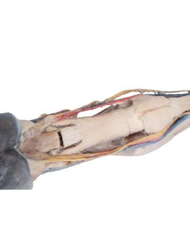 Tendini Legamenti Vasi e Nervi del Piede del Cavallo in scala 1 3 VP10030