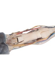 Tendini Legamenti Vasi e Nervi del Piede del Cavallo in scala 1 3 VP10030