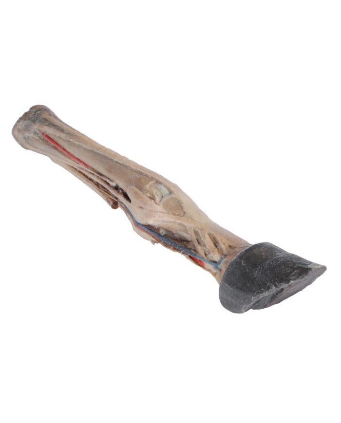 Tendini Legamenti Vasi e Nervi del Piede del Cavallo in scala 1 3 VP10030